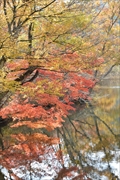 坪沼八幡神社の秋-022