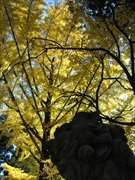 坪沼八幡神社の秋-027