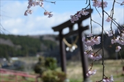 坪沼八幡神社の春-001