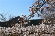 坪沼八幡神社の春-004