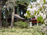 坪沼八幡神社の春-006