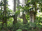 坪沼八幡神社の夏-029